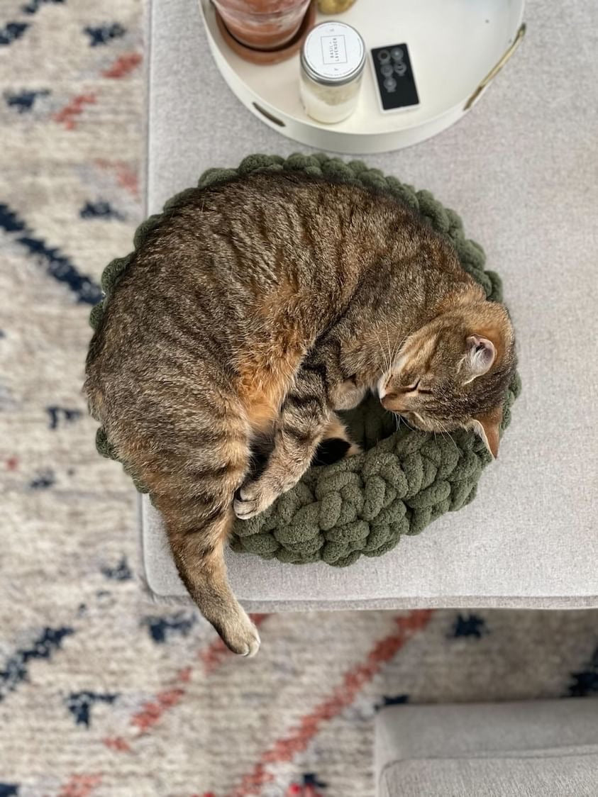 Olive Circular Pet Bed